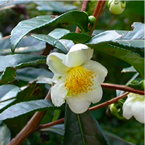 Camellia Sinensis
